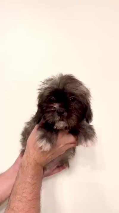 Shorkie , a male Shorkie for sale in Orlando, FL – 7 of 7