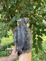 Schnauzer 2, a male Miniature Schnauzer for sale in Orlando, FL – 5 of 7