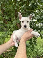 West Highland , a female West Highland White Terrier for sale in Orlando, FL – 4 of 5
