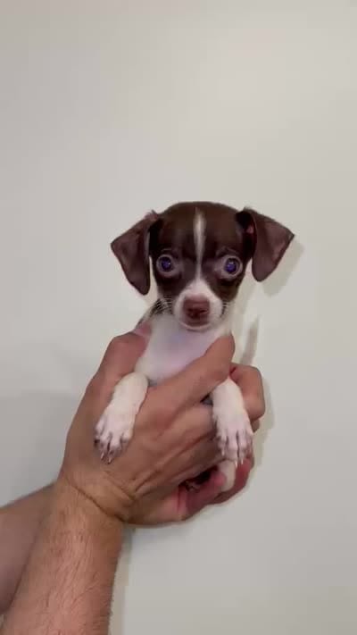 Chihuahua , a male Chihuahua for sale in Orlando, FL – 5 of 6