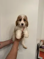 Cavapoo, a male Cavapoo for sale in Orlando, FL – 6 of 7