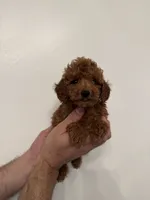 Red toy poodle 1, a female Poodle - Toy  for sale in Orlando, FL – 6 of 7