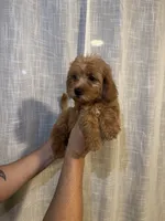 Cockapoo, a male Cockapoo for sale in Orlando, FL – 5 of 6