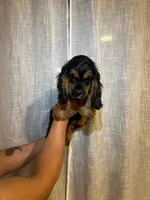 Cocker Spaniel , a female Cocker Spaniel for sale in Orlando, FL – 2 of 4