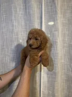 Cockapoo, a male Cockapoo for sale in Orlando, FL – 4 of 5
