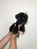 Miniature Schnauzer , a female Miniature Schnauzer for sale in Orlando, FL – 4 of 5