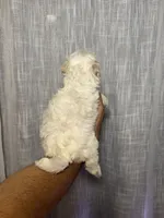 Maltese, a female Maltese for sale in Orlando, FL – 3 of 7