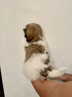 Shih-Tzu 2 , a male Shih Tzu for sale in Orlando, FL – 5 of 6