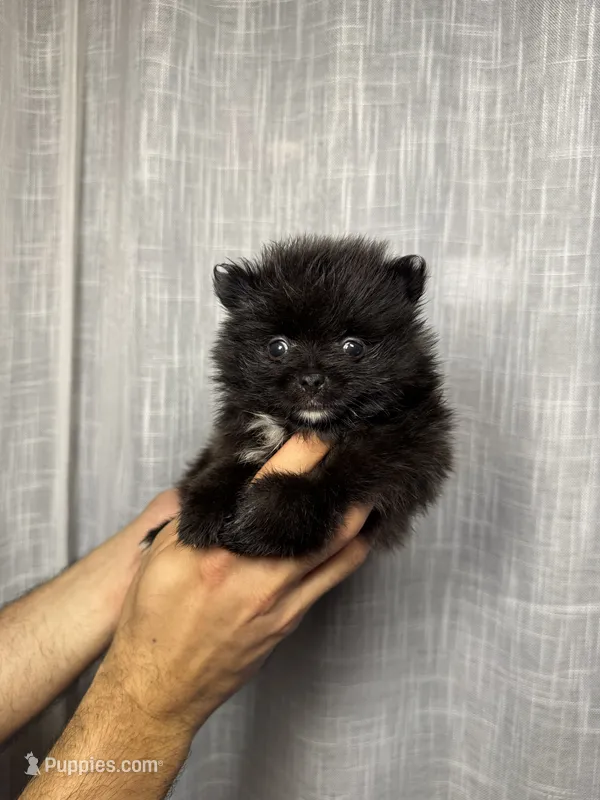Pomeranian  – Pomeranian puppy for sale in Orlando, FL