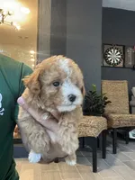 Maltipoo , a female Maltipoo for sale in Orlando, FL – 4 of 10