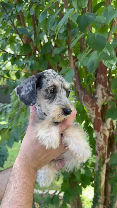 Schnauzer 5 , a female Miniature Schnauzer for sale in Orlando, FL – 8 of 8