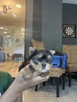 Yorkshire , a female Yorkshire Terrier for sale in Orlando, FL – 2 of 7