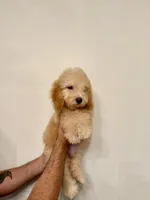 Poodle 1, a male Poodle - Miniature  for sale in Orlando, FL – 7 of 8