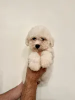 Bichon , a male Bichon Frise for sale in Orlando, FL – 4 of 6