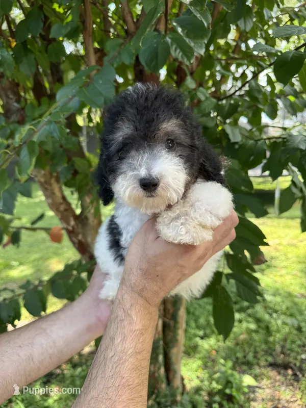 Poodle 2 – Poodle - Miniature  puppy for sale in Orlando, FL