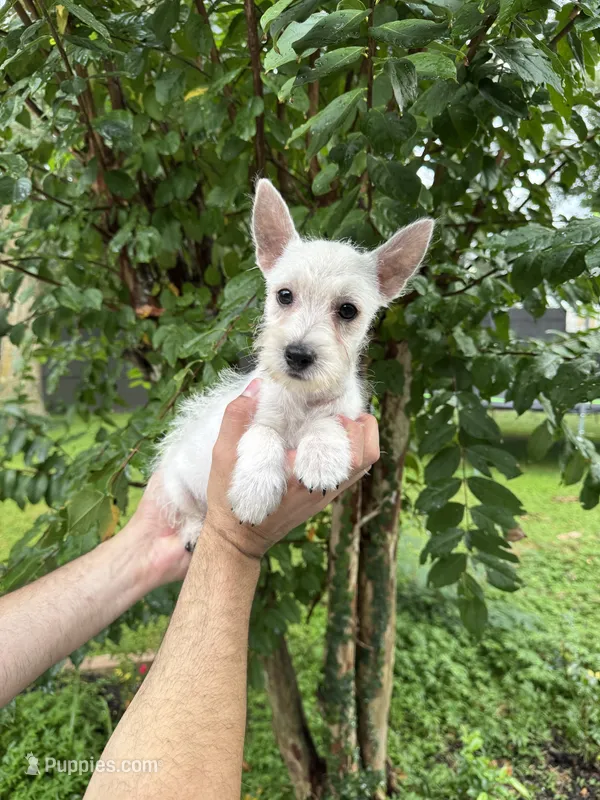 West Highland  – West Highland White Terrier puppy for sale in Orlando, FL