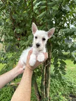 West Highland , a female West Highland White Terrier for sale in Orlando, FL – 1 of 6