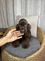 América Cocker Spaniel (Rudy), a female Cocker Spaniel for sale in Orlando, FL – 5 of 10