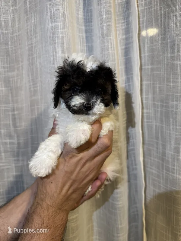 Toy Poodle – Poodle - Toy  puppy for sale in Orlando, FL