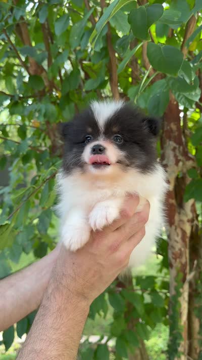 Pomeranian , a male Pomeranian for sale in Orlando, FL – 7 of 7