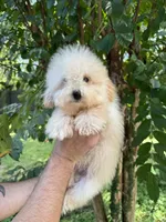 Poodle 1, a male Poodle - Toy  for sale in Orlando, FL – 6 of 8