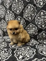 Teacup , a female Pomeranian for sale in Orlando, FL – 4 of 5
