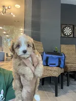 Maltipoo , a male Maltipoo for sale in Orlando, FL – 2 of 6