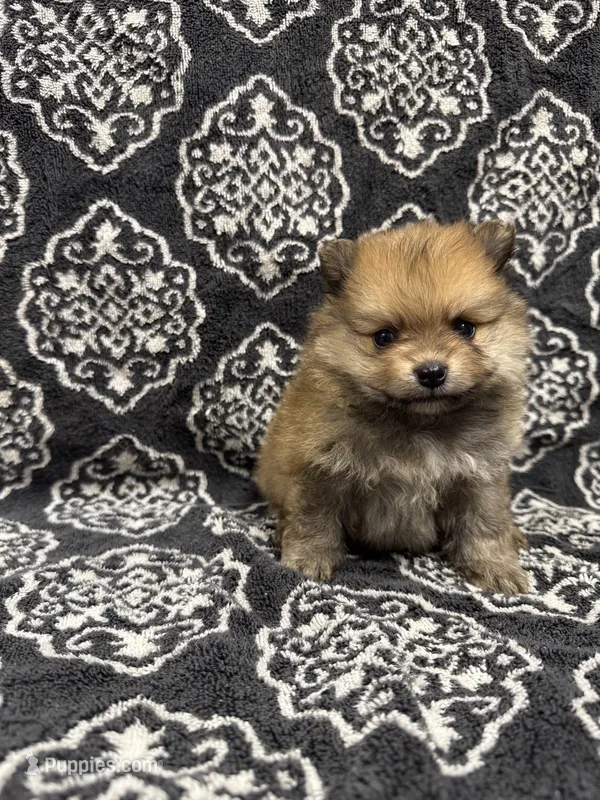 Teacup – Pomeranian puppy for sale in Orlando, FL