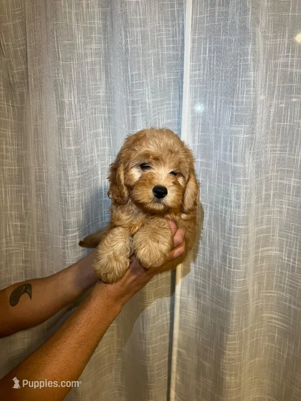 Cavapoo – Cavapoo puppy for sale in Orlando, FL