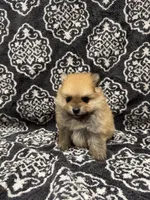 Teacup , a female Pomeranian for sale in Orlando, FL – 2 of 8