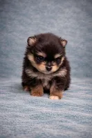 Teacup Pomeranian , a male Pomeranian for sale in Orlando, FL – Photo 3 of 4