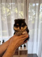 Micro Pomeranian , a male Pomeranian for sale in Orlando, FL – Photo 2 of 4