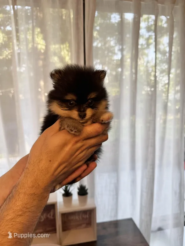 Micro Pomeranian  – Pomeranian puppy for sale in Orlando, FL