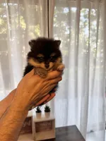 Micro Pomeranian , a male Pomeranian for sale in Orlando, FL – Photo 1 of 4