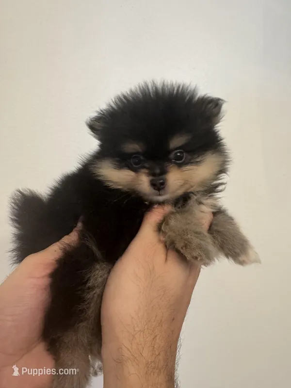 Micro Pomeranian  – Pomeranian puppy for sale in Orlando, FL