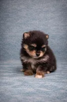 Teacup Pomeranian , a male Pomeranian for sale in Orlando, FL – Photo 2 of 4