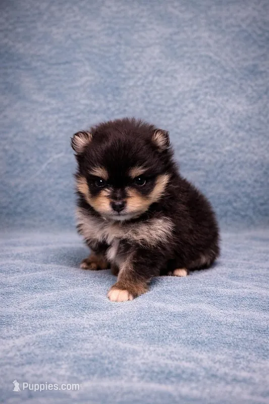 Teacup Pomeranian  – Pomeranian puppy for sale in Orlando, FL