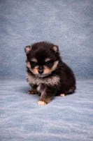 Teacup Pomeranian , a male Pomeranian for sale in Orlando, FL – Photo 1 of 4