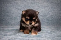 Teacup Pomeranian , a male Pomeranian for sale in Orlando, FL – Photo 4 of 4