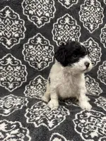 Toy Poodle, a female Poodle - Toy  for sale in Orlando, FL – 7 of 8