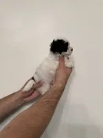 Maltipoo 5 , a male Maltipoo for sale in Orlando, FL – 4 of 6