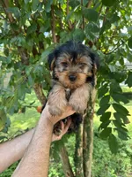 Yorkshire 2, a male Yorkshire Terrier for sale in Orlando, FL – 1 of 8