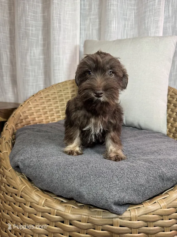 Toy Schnauzer  – Miniature Schnauzer puppy for sale in Orlando, FL
