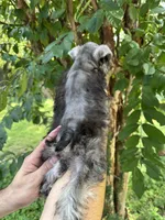Schnauzer 3, a female Miniature Schnauzer for sale in Orlando, FL – 4 of 7