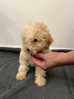 Cavapoo, a female Cavapoo for sale in Orlando, FL – 2 of 5