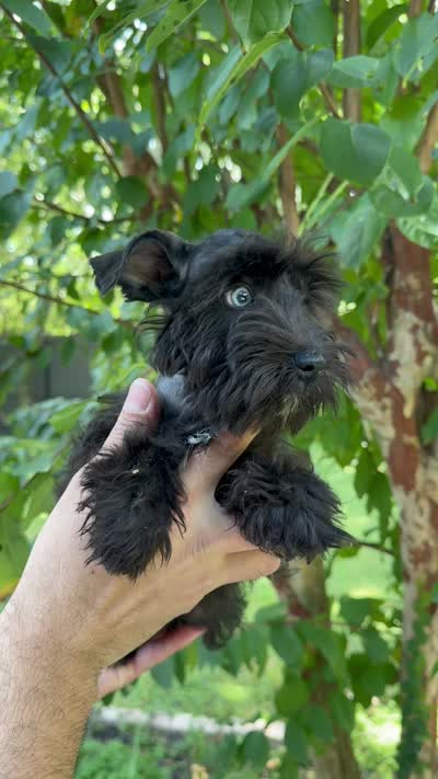 Schnauzer 4 , a male Miniature Schnauzer for sale in Orlando, FL – 6 of 6
