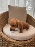 Miniature Dachshund , a male Miniature Dachshund for sale in Orlando, FL – 4 of 6