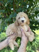 Poodle 5, a male Poodle - Toy  for sale in Orlando, FL – 3 of 6