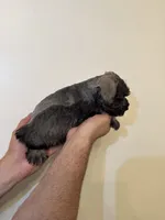 Miniature Schnauzer , a female Miniature Schnauzer for sale in Orlando, FL – 4 of 7
