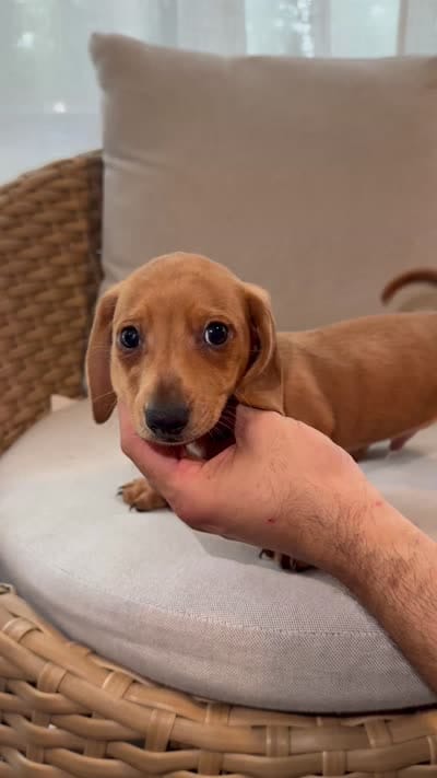Miniature Dachshund , a male Miniature Dachshund for sale in Orlando, FL – 6 of 6